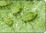 Foto Gr&uuml;nfleckige Kartoffelblattlaus