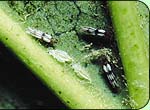 Foto Thrips